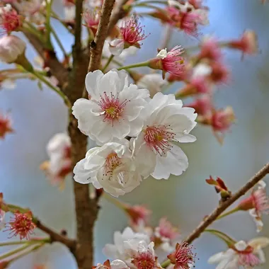 Kirschblüte - .00 3019 Japanische Blütenkirsche (Prunus serrulata)