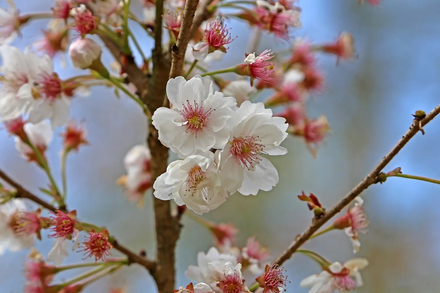 Kirschblüte - .00 3019 Japanische Blütenkirsche (Prunus serrulata)