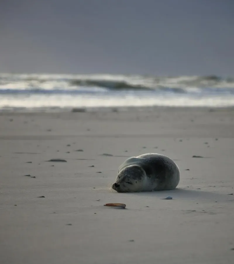 More about Föhr