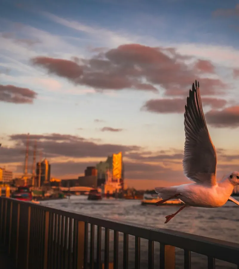 Mehr zu St. Pauli, Altona-Altstadt und Sternschanze