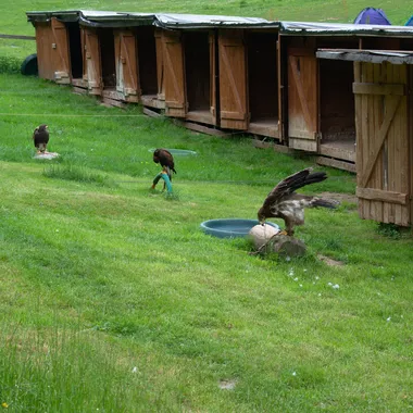 Greifvogelpark Saarburg - 20180520 Aquila nipalensis 01