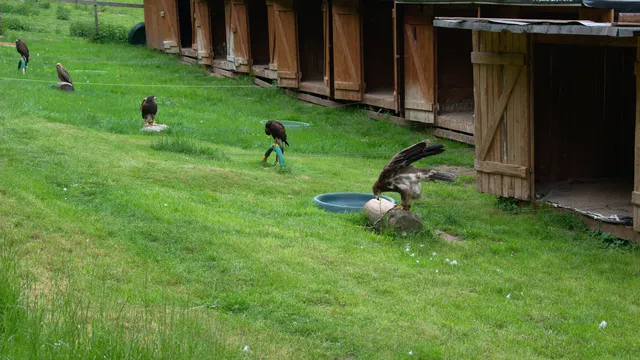 Greifvogelpark Saarburg