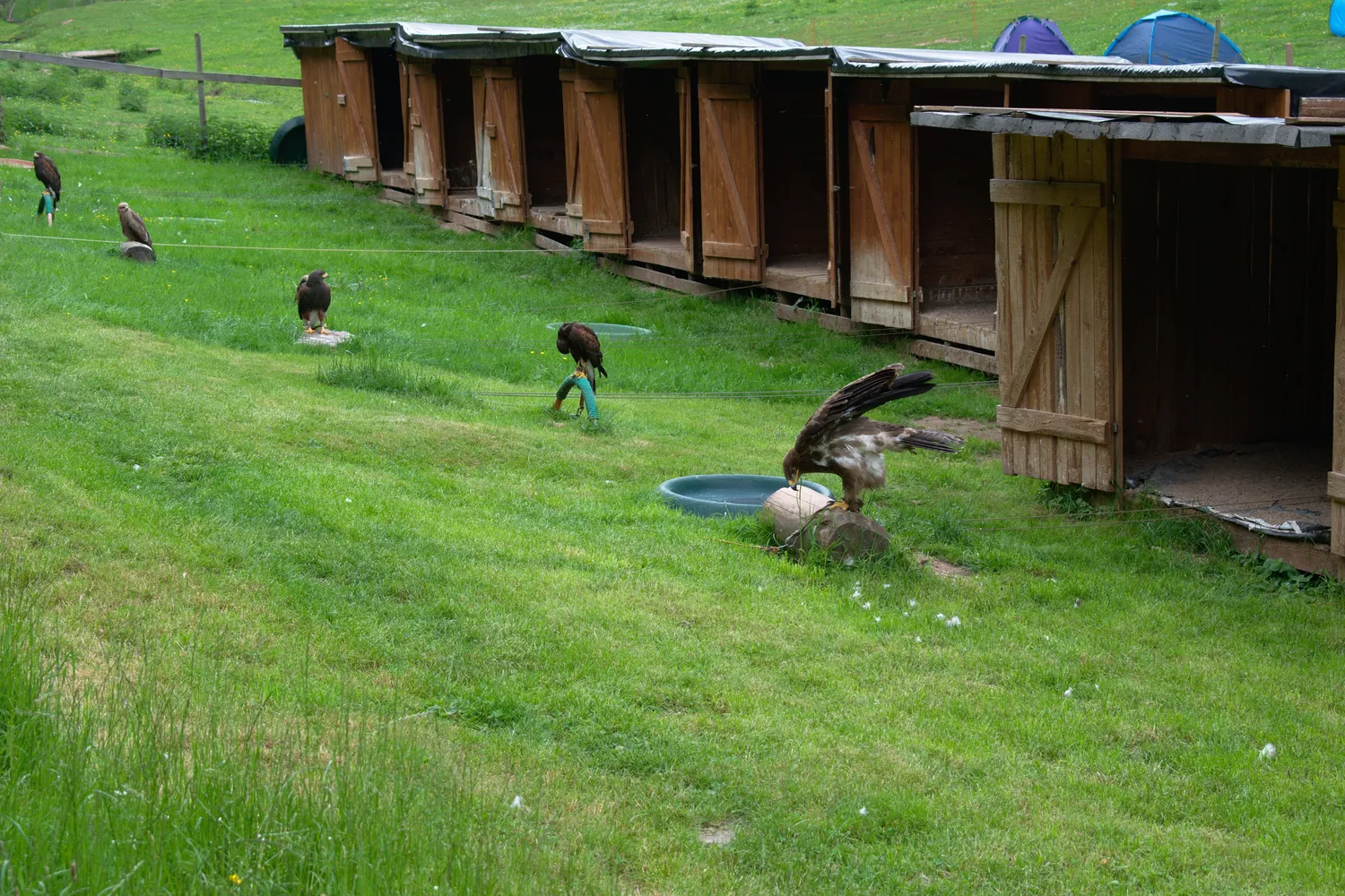 Greifvogelpark Saarburg - 20180520 Aquila nipalensis 01