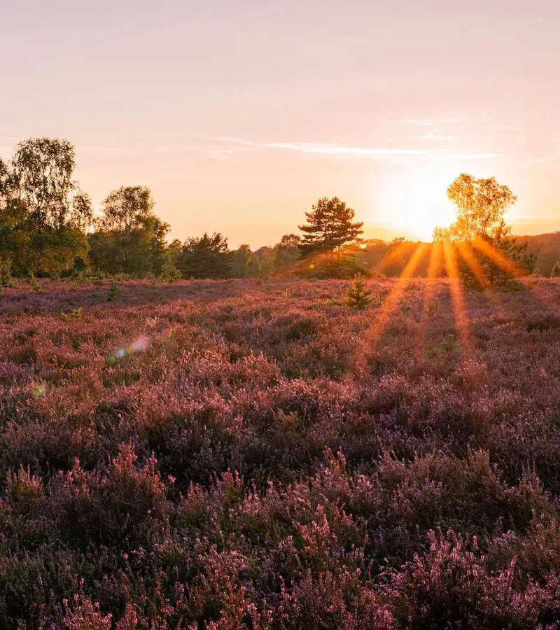 Lüneburger Heide