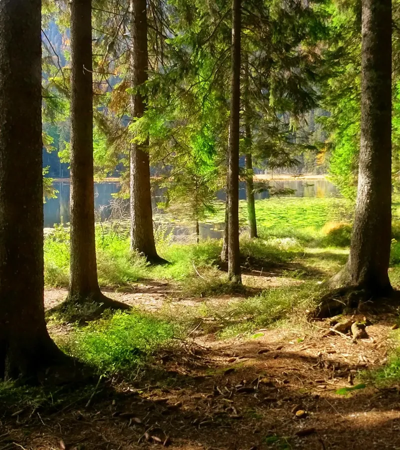 Mehr zu Bayerischer Wald