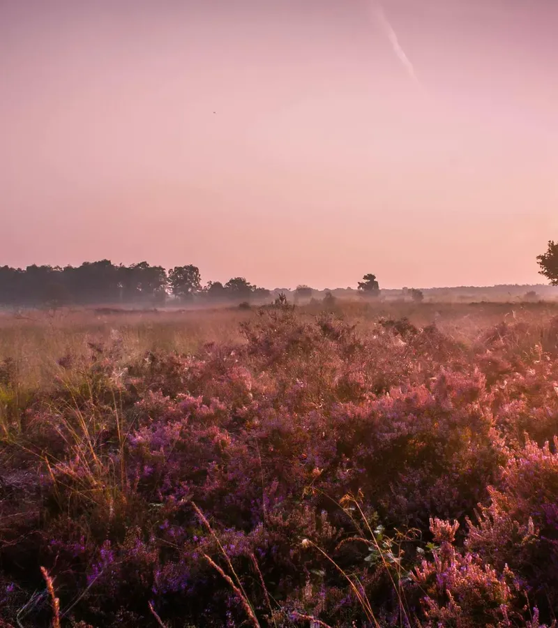 Mehr zu Lüneburger Heide