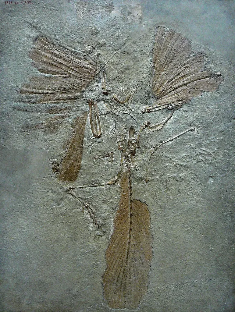 Fossil des Archaeopteryx