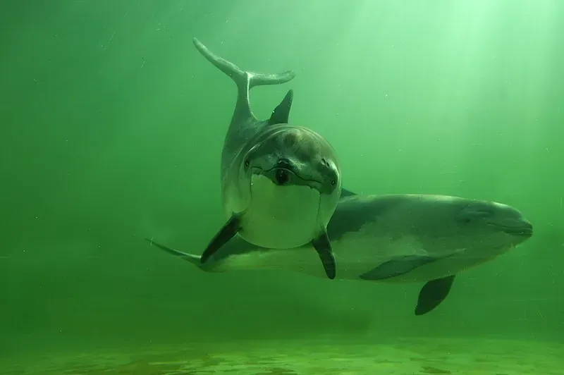 800px-ecomare_-_bruinvissen_michael_en_jose_2012_28bruinvissen-michael-jose2012-_tG7k2OO