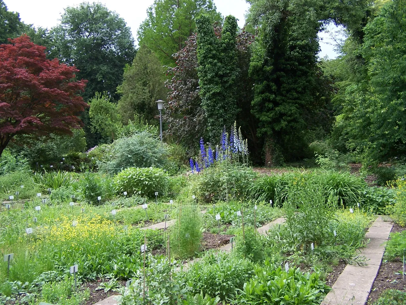 Botanischer Garten Göttingen - Alter Botanischer Garten der Universität Göttingen 006