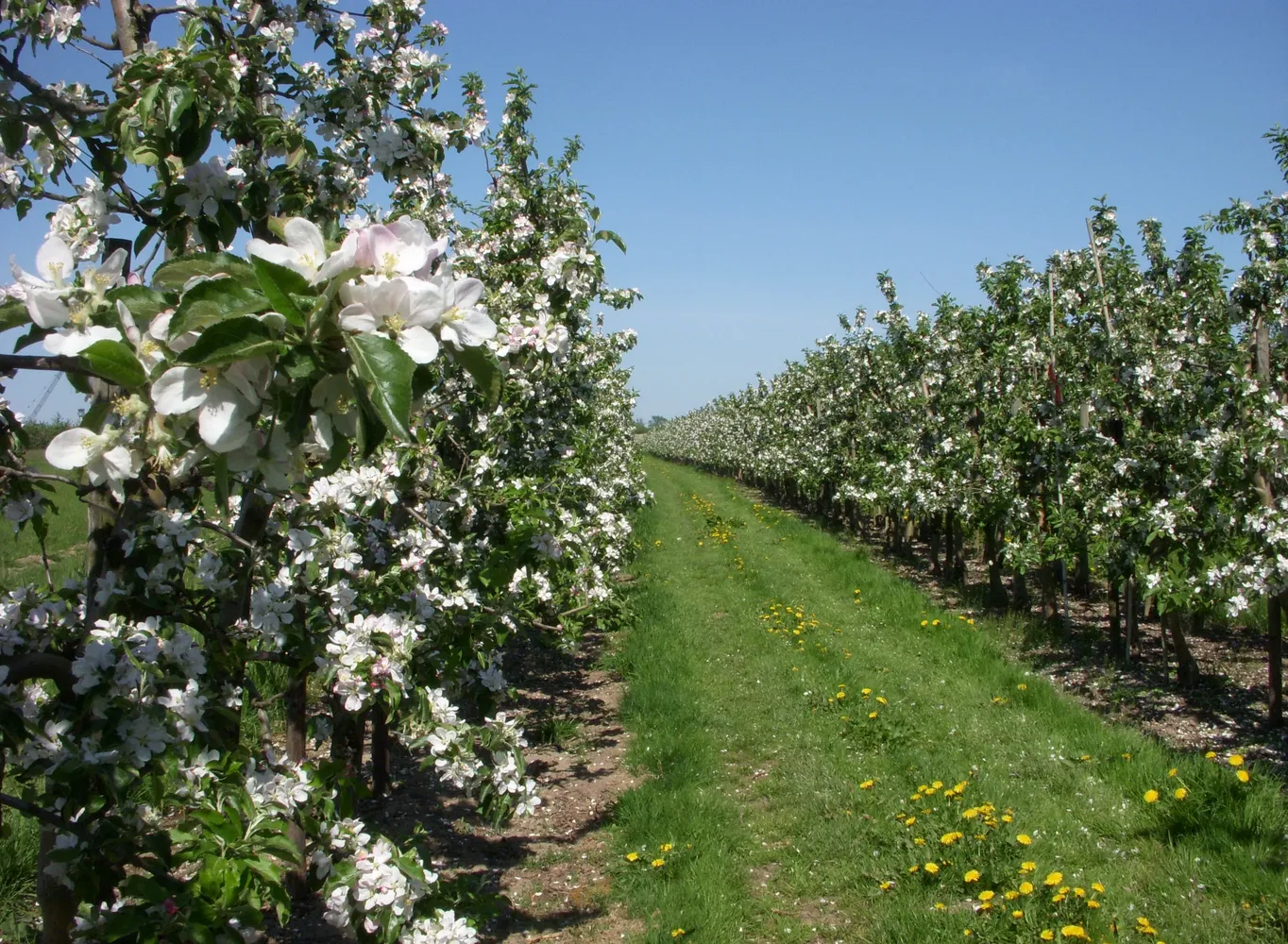 Altes Land - Altes Land Apfelblüte 2011