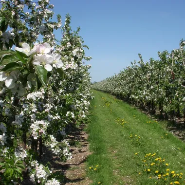 Altes Land - Altes Land Apfelblüte 2011