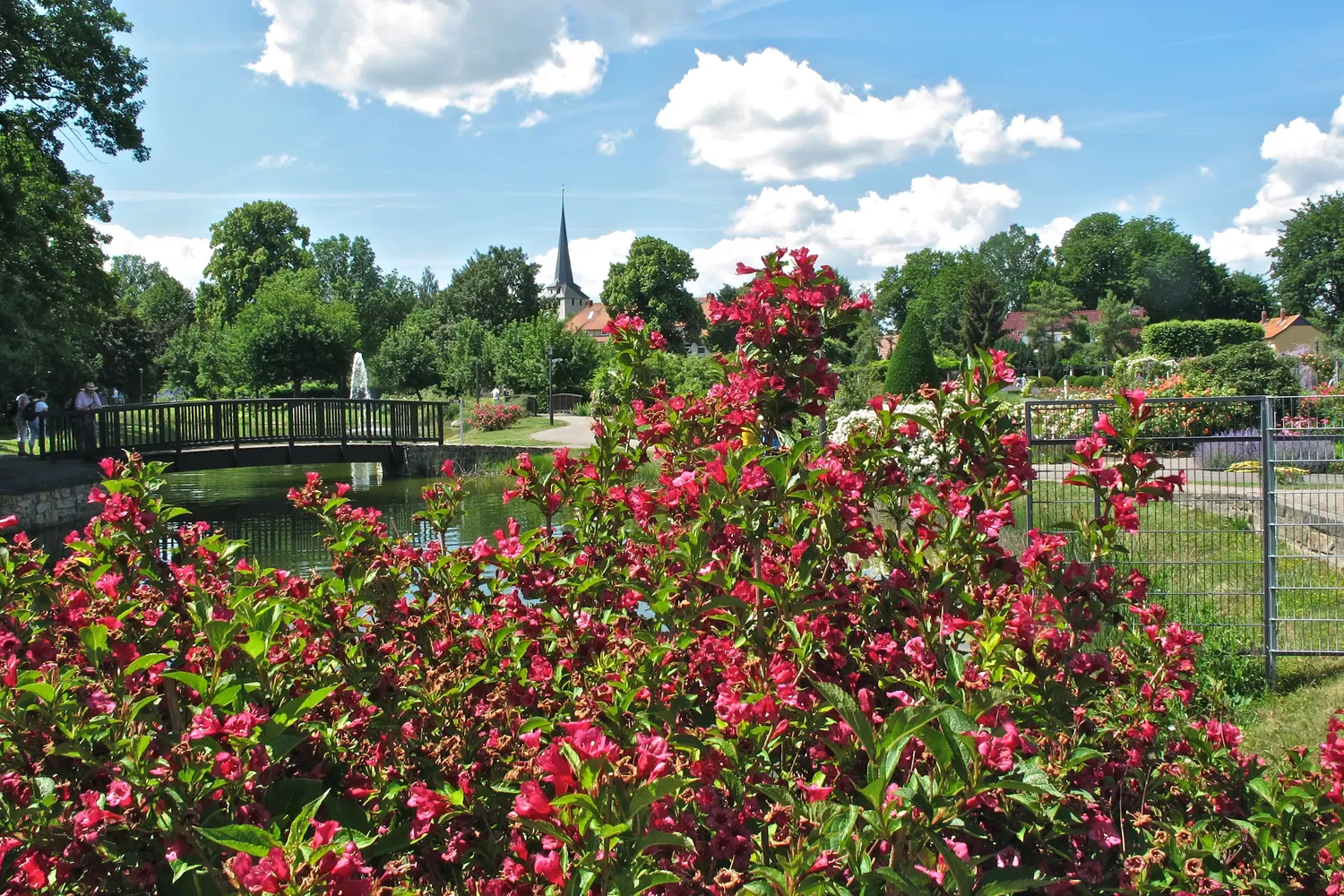 Rosengarten in Bad Langensalza - Bad Langensalza 2022 - Rosengarten
