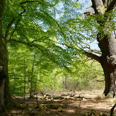Urwald Sababurg - Baumveteranen unter sich