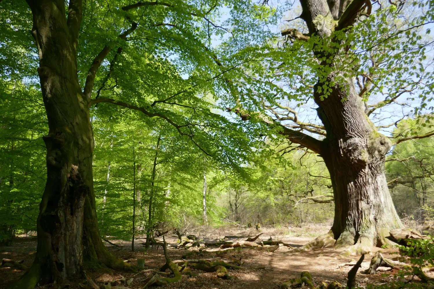 Urwald Sababurg - Baumveteranen unter sich