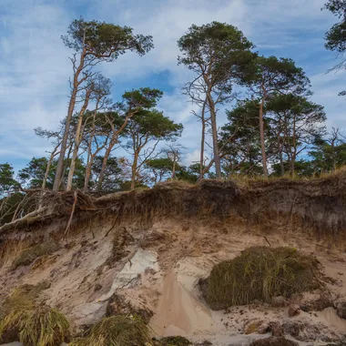 Nationalpark Vorpommersche Boddenlandschaft - Born a Darss Darsswald Weststrand 02
