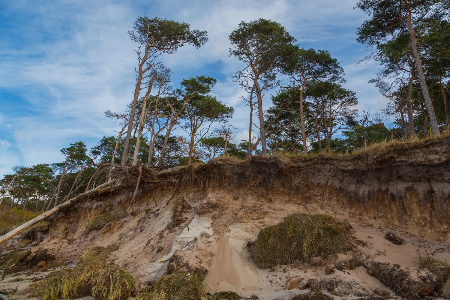 Nationalpark Vorpommersche Boddenlandschaft - Born a Darss Darsswald Weststrand 02