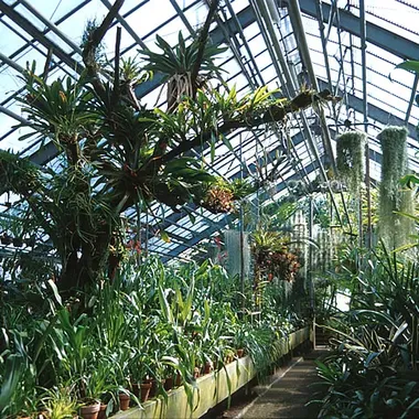 Botanischer Garten der Universität Heidelberg - Botanischer Garten Heidelberg - Bromelienschauhaus