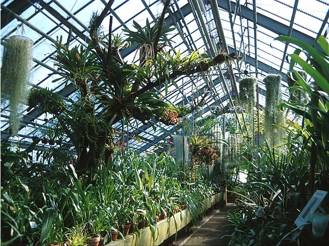 Botanischer Garten der Universität Heidelberg - Botanischer Garten Heidelberg - Bromelienschauhaus