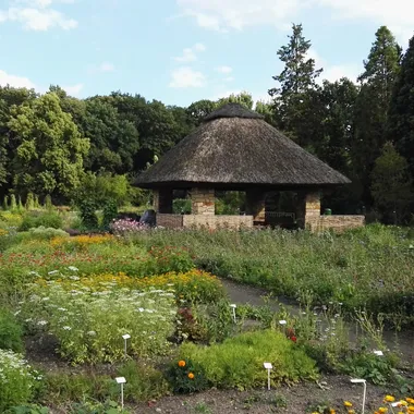 Botanischer Garten der Technischen Universität Dresden - Botanischergartendresden-juli2016 - 26