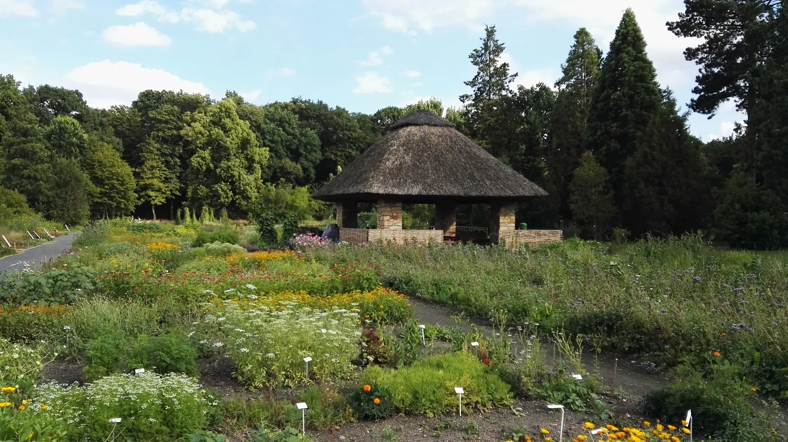 Botanischer Garten der Technischen Universität Dresden - Botanischergartendresden-juli2016 - 26