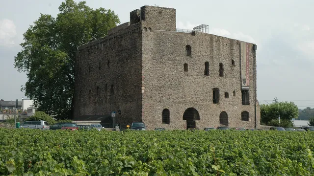 Weingarten in der Brömserburg
