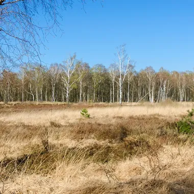 Duvenstedter Brook - Brook Birken Heidekraut