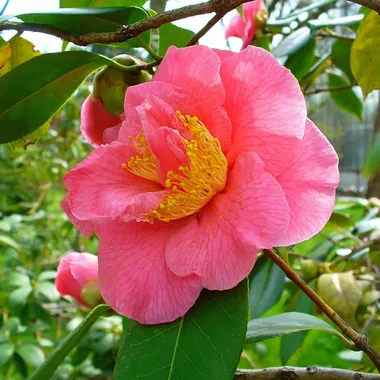 Botanischer Garten des KIT - Camellia japonica 002