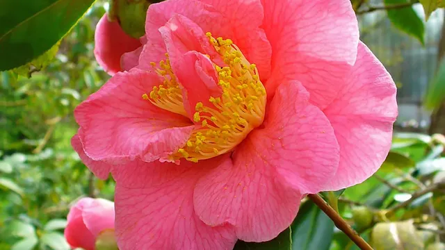 Botanischer Garten des KIT
