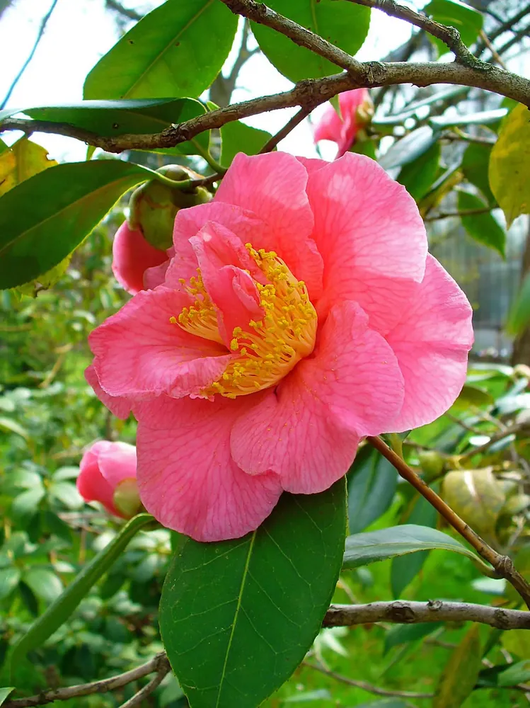 Botanischer Garten des KIT - Camellia japonica 002