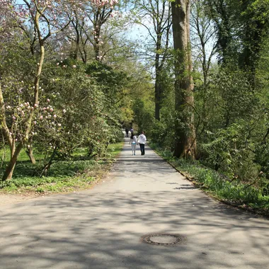 Botanischer Garten Rombergpark - Dortmund - Rombergpark - Rhododendronwald 01 ies