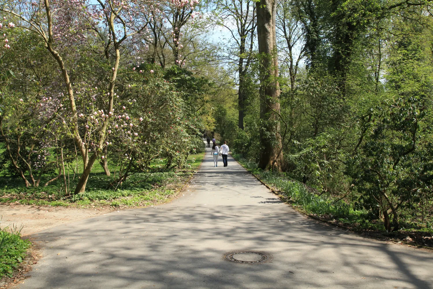 Botanischer Garten Rombergpark - Dortmund - Rombergpark - Rhododendronwald 01 ies