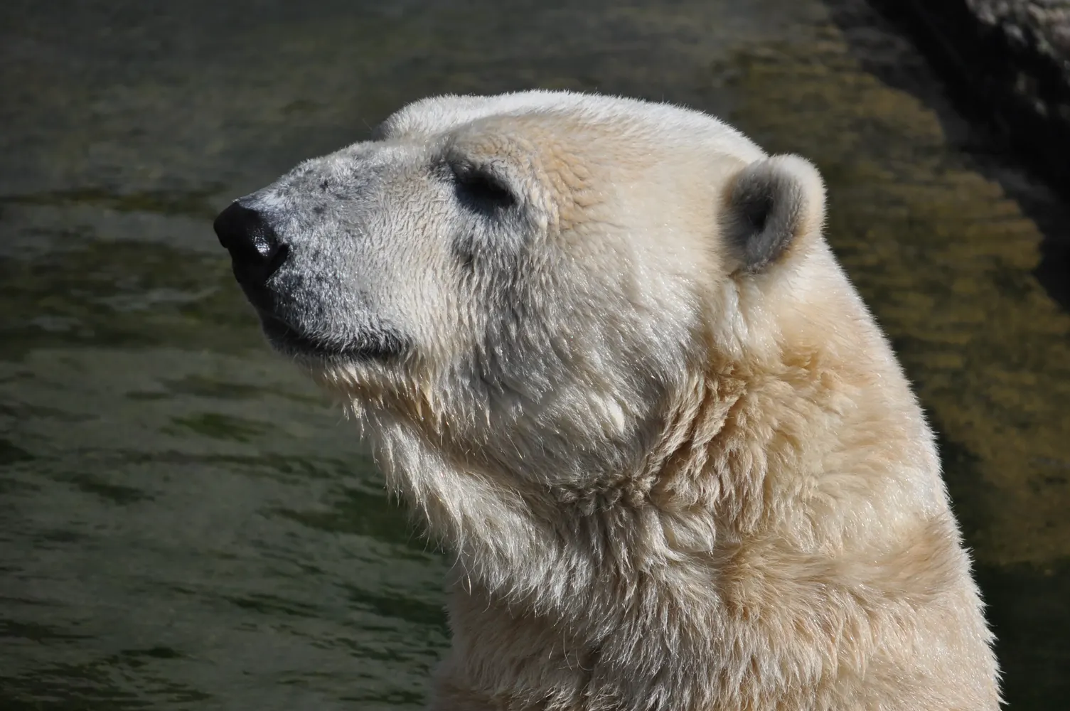 Zoo Rostock - Eisbären 05.09.2013 mz 12