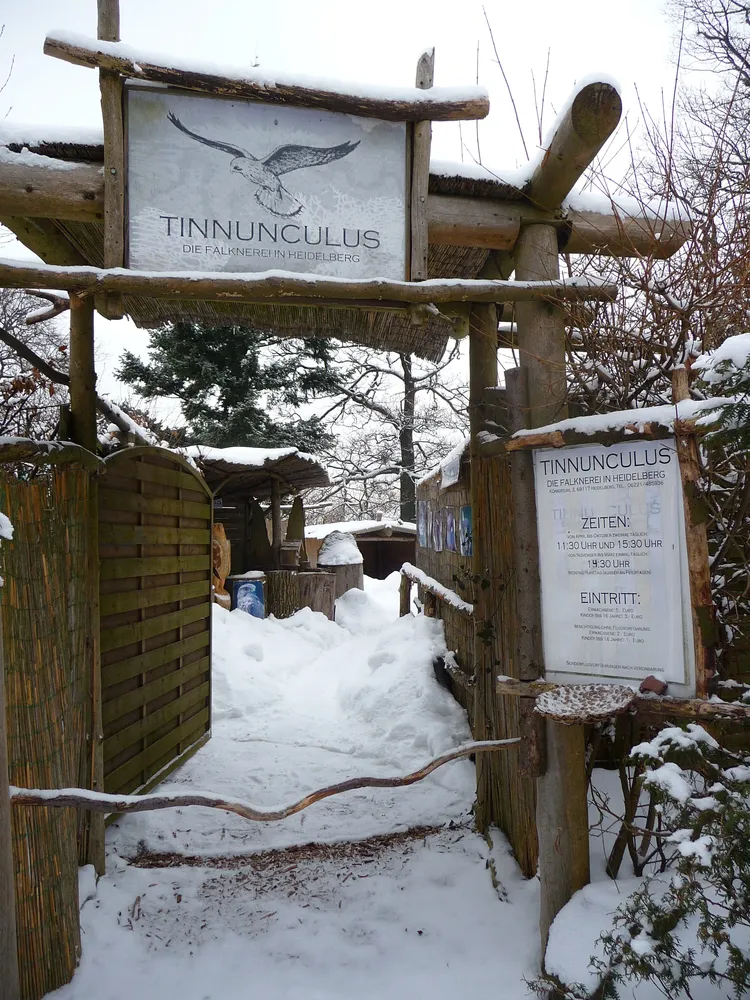 Tinnunculus – Falknerei auf dem Königstuhl - Falknerei Tinnunculus Königstuhl