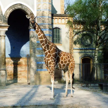 Zoologischer Garten Berlin - Giraffe-berlin-zoo