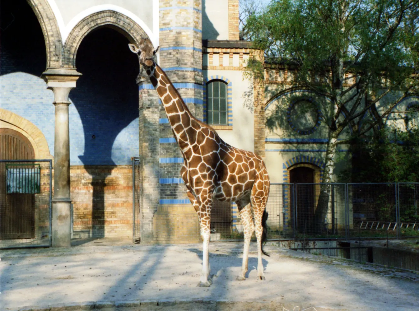 Zoologischer Garten Berlin - Giraffe-berlin-zoo