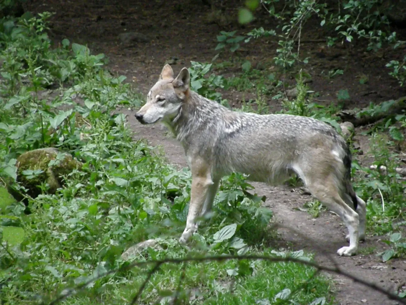 Wildpark-MV in Güstrow - Güstrow, Natur&Umwelt Park28-30.06.08 172