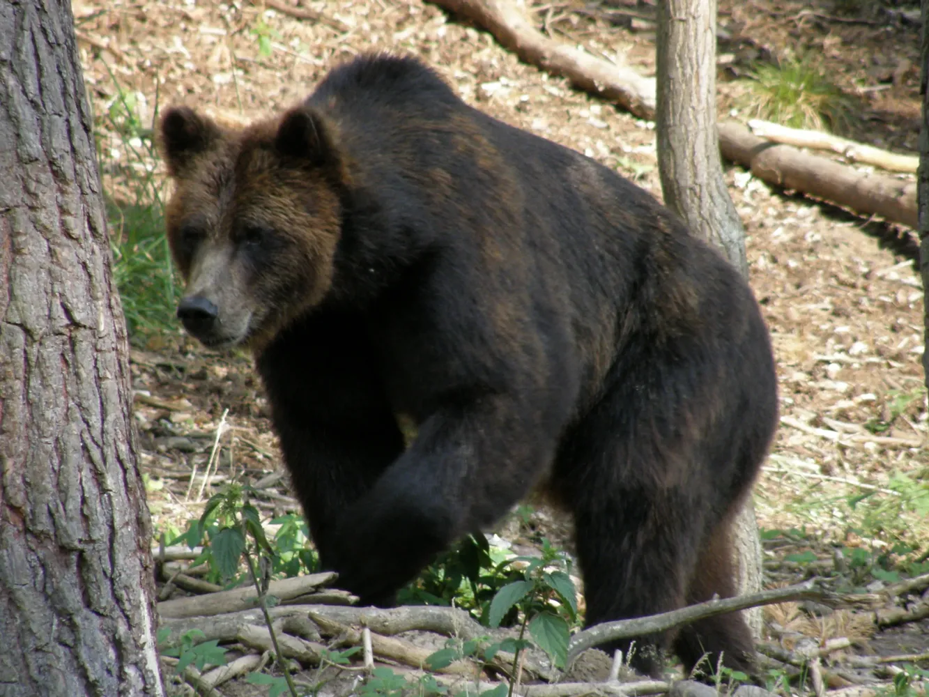 Wildpark-MV in Güstrow - Güstrow, Natur&Umwelt Park28-30.06.08 254