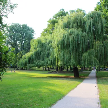 Hafenpark - Welterbegarten - Hafenpark Rüdesheim am Rhein (04)
