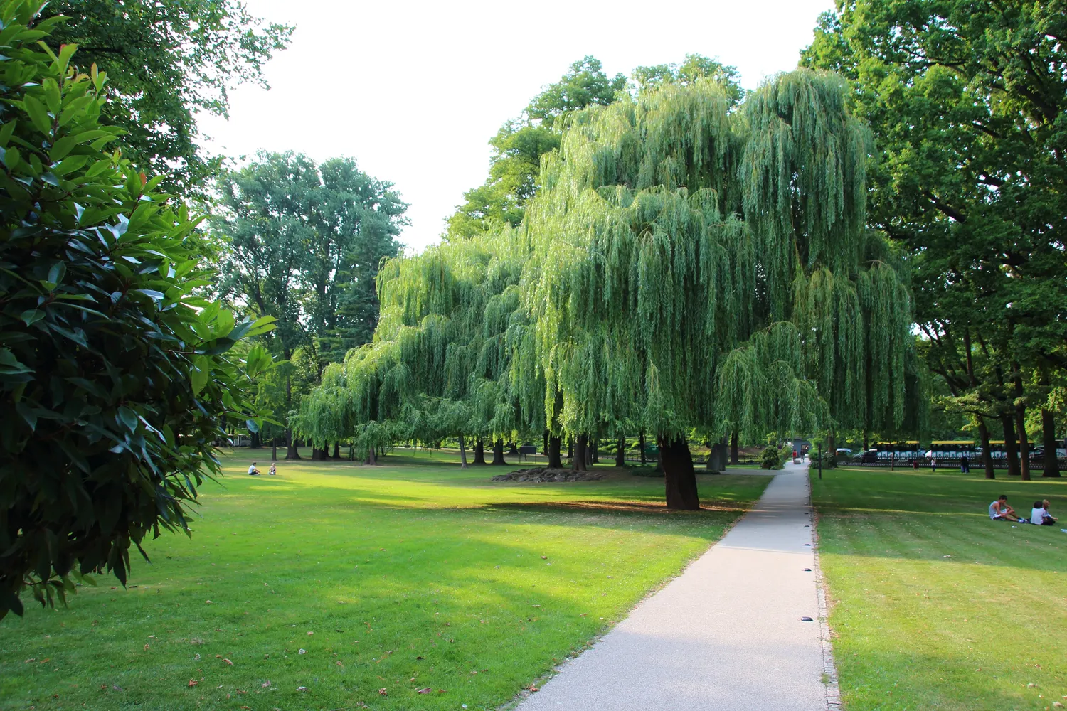 Hafenpark - Welterbegarten - Hafenpark Rüdesheim am Rhein (04)