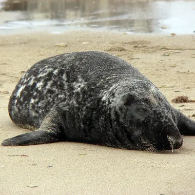 Helgolander Kegelrobben - Halichoerus grypus male