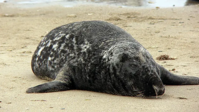Helgolander Kegelrobben