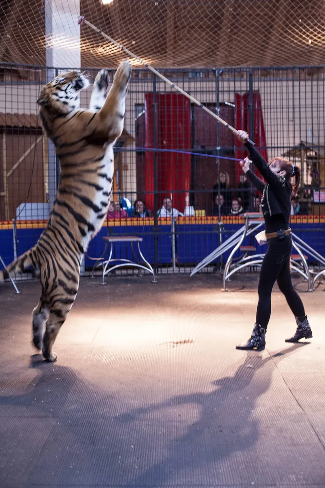 Tigerpark Dassow - Königstiger Korfu mit Trainerin Monica Farell