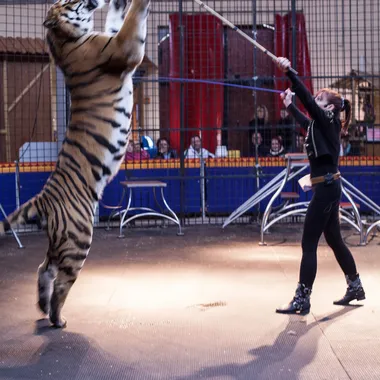 Tigerpark Dassow - Königstiger Korfu mit Trainerin Monica Farell