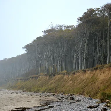 Gespensterwald Nienhagen - Landschaftsschutzgebiet Kühlung - Nienhäger Holz (Gespensterwald) - Ostsee-Strand (9)