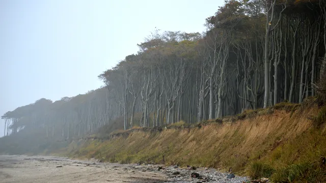 Gespensterwald Nienhagen