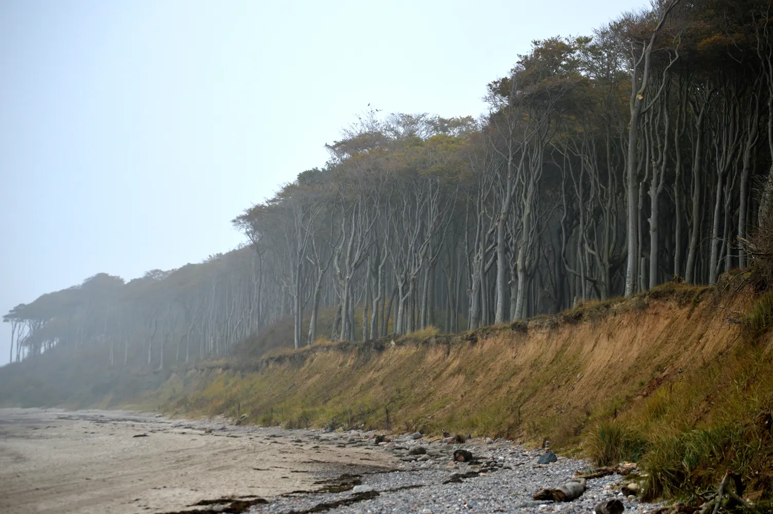 Gespensterwald Nienhagen - Landschaftsschutzgebiet Kühlung - Nienhäger Holz (Gespensterwald) - Ostsee-Strand (9)