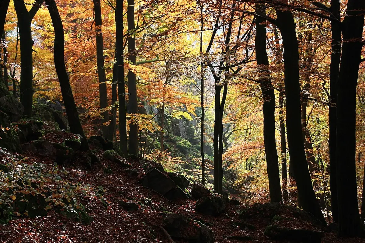 umwelt meine_sammlung_1280px_herbstlicher_buchenwald_im_nationalpark_hunsr_c3_bcck_hochwald
