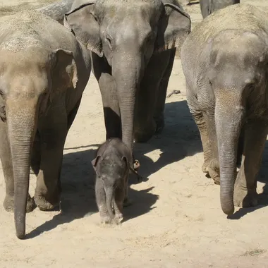 Kölner Zoo - Ming Jung CNG cut