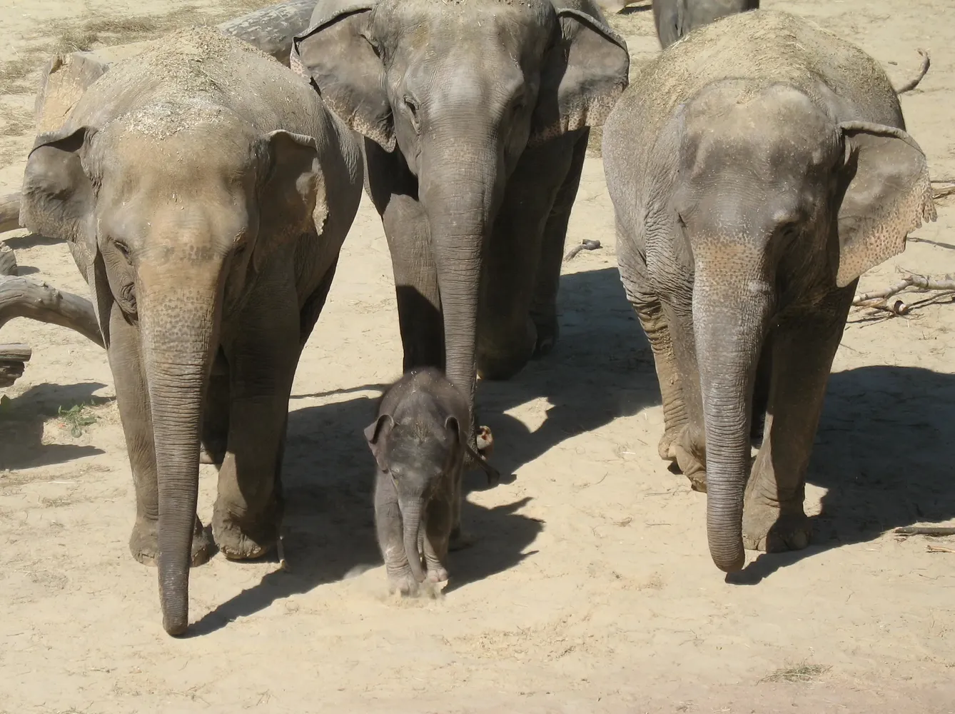 Kölner Zoo - Ming Jung CNG cut