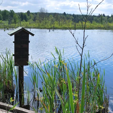 Schwenninger Moos - Neckar-Ursprung im Schwenninger Moos